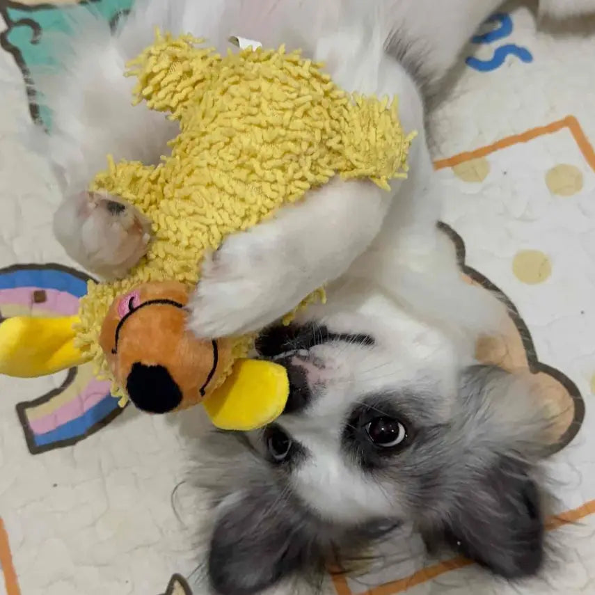 The "Skinny Mop Dog": Hilarious Squeaky Plush Toy (Teeth Cleaning)